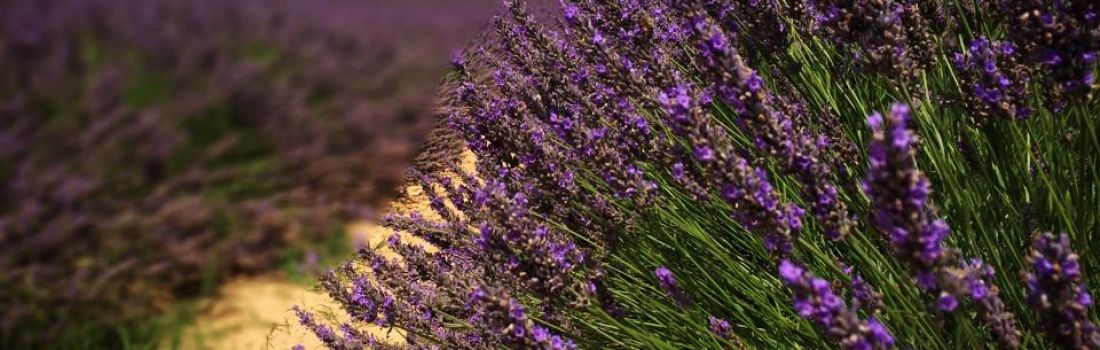 從回憶上路 從淚水變滴露 從頭學到 學我的薰衣草